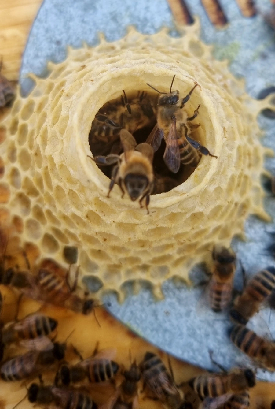 Candela in Cera d'Api