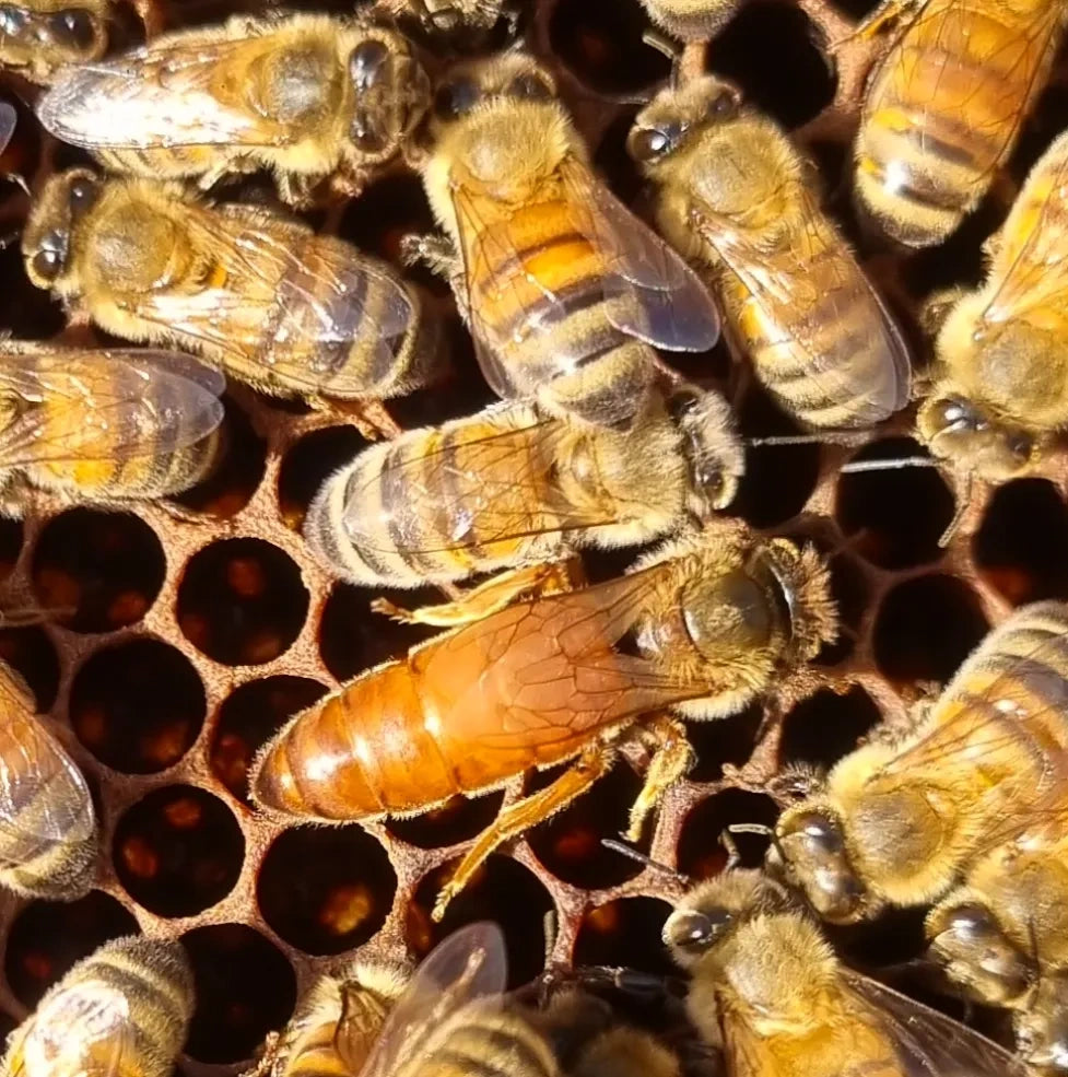 Candela in Cera d'Api